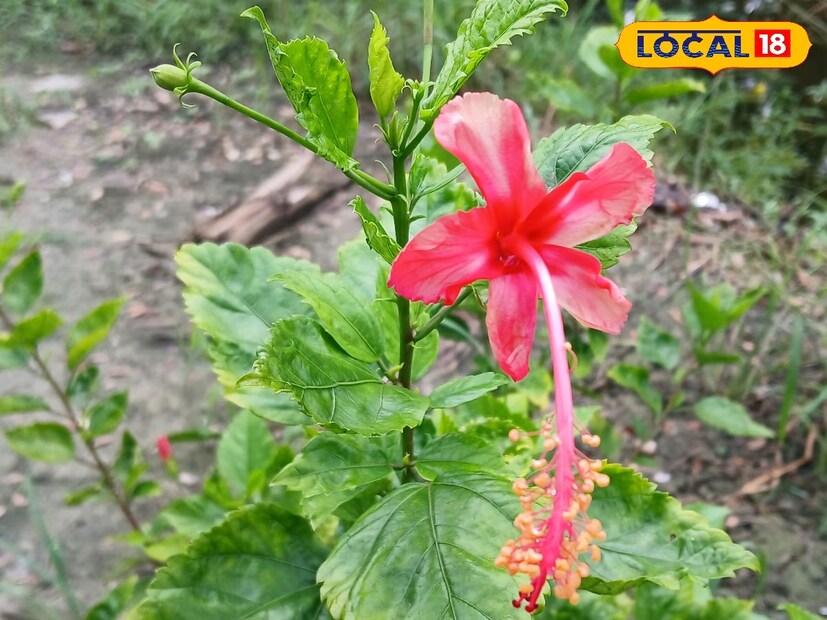 হাওড়া: বাজারে চড়া দামে বিকোচ্ছে জবা তবুও সমস্যায় জেলার জবা চাষী! সারা বছর চাহিদা থাকলেও, লাভের মুখ দেখতে পুজোর বাজারের অপেক্ষায় থাকতে হয় ফুল চাষীদের। এবার পুজোর বাজার শুরুর আগেই ক্ষতিগ্রস্ত চাষের জমি। বর্ষায় অতিমাত্রায় বৃষ্টি গাছের গোড়ায় জমা জল। গাছের পাতা হলুদ হয়ে ঝরে পরছে।