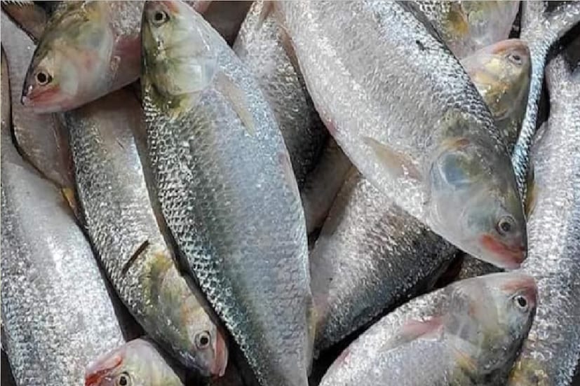 দুর্গাপুজো উপলক্ষে বাংলাদেশ সরকার ভারতে ২৪২০ মেট্রিক টন ইলিশ রপ্তানির অনুমতি দিল। পেট্রাপোল বন্দর দিয়ে বৃহস্পতিবার ভারতে এসে পৌঁছল পদ্মার রুপোলি শস্য।