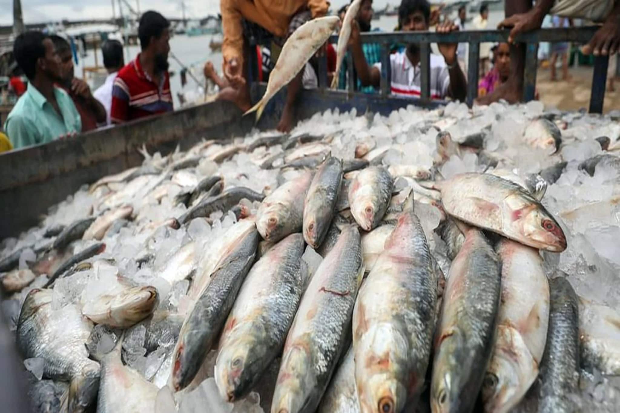 বাজারে যে ইলিশ উঠেছে সেগুলো কোথাকার? অনেকেই জানেন না, জানলে ঠকবেন না