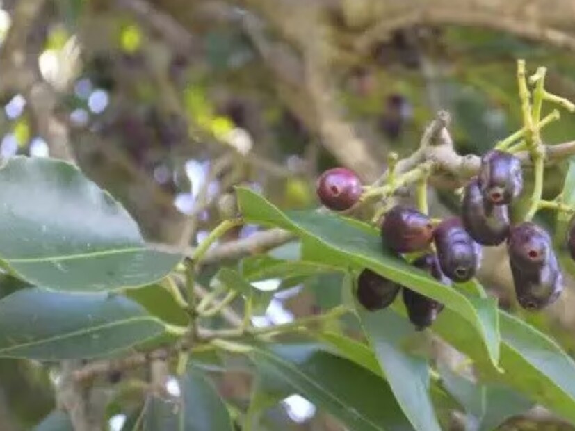 আপনি যদি এই উপাদানটি ট্যাঙ্কে রাখেন তবে আপনাকে বহু বছর ধরে ট্যাঙ্কের জল পরিষ্কার করতে হবে না। জল এক বা দুই বছরের জন্য কাঁচের মত পরিষ্কার থাকবে। এতে কোনও পোকামাকড় জন্মায় না এবং শৈবালের কোনও চিহ্নও দেখা যায় না।