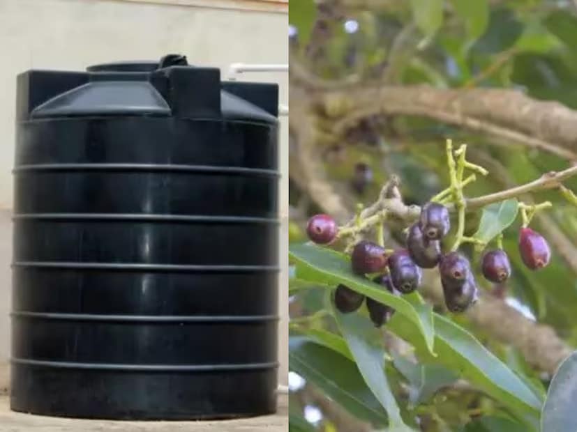 এখন প্রশ্ন কী এই বেগুনী কাঠ বা কোন গাছের কাঠ এটি? আসলে এটি জাম ফলের গাছেক কাঠ। যাকে আমরা কালো জাম বলে থাকি। এই গাছের বৈশিষ্ট্য হল এই গাছের কাঠ জলে পচে না। তাই প্রাচীনকাল থেকেই নৌকা তৈরিতে এর প্রচলন ছিল।