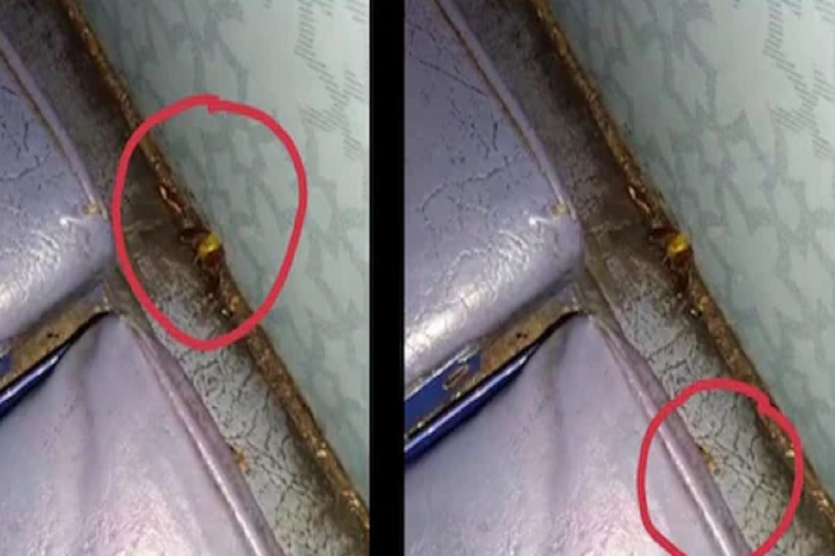 যাত্রীর থেকে তো আরশোলা বেশি! Viral Video রেলের বিরুদ্ধে ক্ষোভ উগরে দিলেন যাত্রী যাত্রীর থেকে তো আরশোলা বেশি! Viral Video রেলের বিরুদ্ধে ক্ষোভ উগরে দিলেন যাত্রী