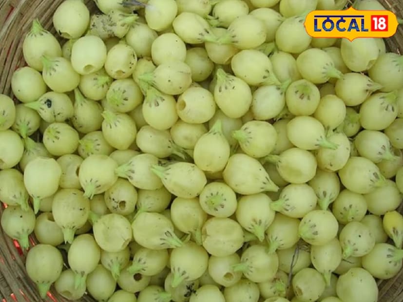 তবে বলে রাখা ভাল যে, মহুয়া ফুল থেকে তৈরি মদ আদিবাসীদের মধ্যে বিশেষ জনপ্রিয়। ধীরে ধীরে এই জনপ্রিয়তা অন্যদের মধ্যেও ছড়িয়ে পড়ছে। কিন্তু আজকের প্রতিবেদনে মহুয়া গাছের প্রত্যেকটি অংশের উপকারিতা আলোচনা করে নেওয়া যাক।