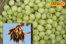 হাড় আর পেশি মজবুত করতে জুড়ি মেলা ভার; এই গাছের প্রতিটি অংশই পুষ্টিগুণে ভরা
