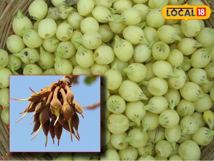 যেহেতু মহুয়া ক্যালসিয়ামের একটি ভাল উৎস, তাই এটি সরাসরি গরুর দুধের সঙ্গে মিশিয়েও সেবন করা যেতে পারে। মহুয়ার মধ্যে থাকে অ্যান্টি-মাইক্রোবিয়াল উপাদান। যা আমাদের শরীরকে বিভিন্ন সংক্রমণ থেকে মুক্তি দিতে সাহায্য করে। সেই সঙ্গে পেটের কৃমি সমস্যা নিধনে এবং পেট পরিষ্কারও রাখতেও সহায়ক মহুয়া। কিন্তু কীভাবে খাওয়া যাবে এটি। মহুয়া দিয়ে আসলে হালুয়া, কাড়া এবং রুটি বানানো যেতে পারে। এপ্রিল মাস নাগাদ মহুয়া গাছে হলুদ-সাদা রঙের রসালো ফুল ধরতে শুরু করে। যা গ্রামের দিকে দুধের সঙ্গে মিশিয়ে খাওয়ার চল রয়েছে।