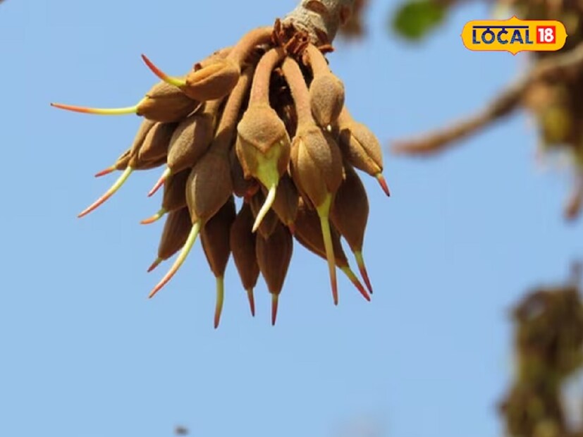 ঔষধি উদ্ভিদ বিশেষজ্ঞ রবিকান্ত পান্ডে Local 18-কে জানিয়েছেন যে, মহুয়ার মধ্যে ফসফরাস, সুগার, ক্যালসিয়াম, প্রোটিন, ফ্যাট, কার্বোহাইড্রেট, আয়রন এবং ভিটামিন সি-সহ আরও অনেক পুষ্টি উপাদান রয়েছে। যা আমাদের শরীরের রোগ প্রতিরোধ ক্ষমতা বৃদ্ধি করে। ফলে আমাদের শরীর বিভিন্ন ধরনের রোগের হাত থেকে মুক্ত হয়। দাঁতে ব্যথা কিংবা সেনসিটিভিটির মতো সমস্যা হলে মহুয়া গাছের বাকল বা ছালের নির্যাস বার করে তা দিয়ে গার্গল করতে হবে। এই উপায় অবলম্বন করলে নিমেষে দূর হবে দাঁতের একাধিক সমস্যা।