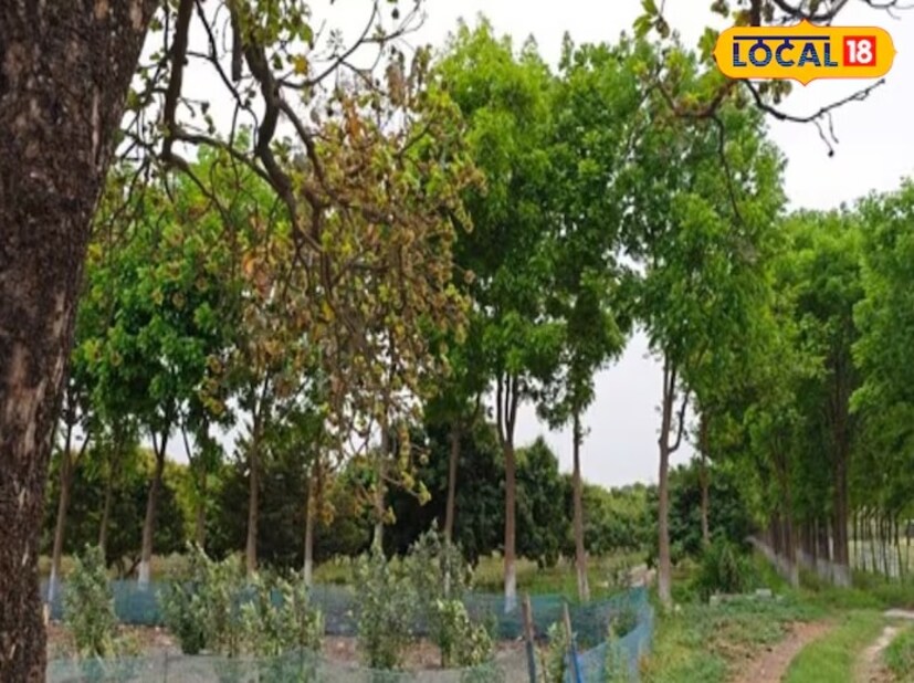 আবার মহুয়ার মধ্যে উপস্থিত ক্যালসিয়াম দেহের হাড়ের গঠন মজবুত করতেও সাহায্য করে। যাঁদের হাড় দুর্বল কিংবা যাঁরা হাড়ের সমস্যায় ভোগেন, তাঁদের মুশকিল আসান করতে পারে মহুয়া। আর এভাবেই প্রাকৃতিক উপায় অবলম্বন করে হাড়ের সমস্যাকে দূর করা সম্ভব। এখানেই শেষ নয়, আবার যাঁরা জিমে গিয়ে পেশিবহুল চেহারা বানাতে চাইছেন, তাঁদের জন্যও মহুয়া একটি দারুণ বিকল্প হতে পারে। 