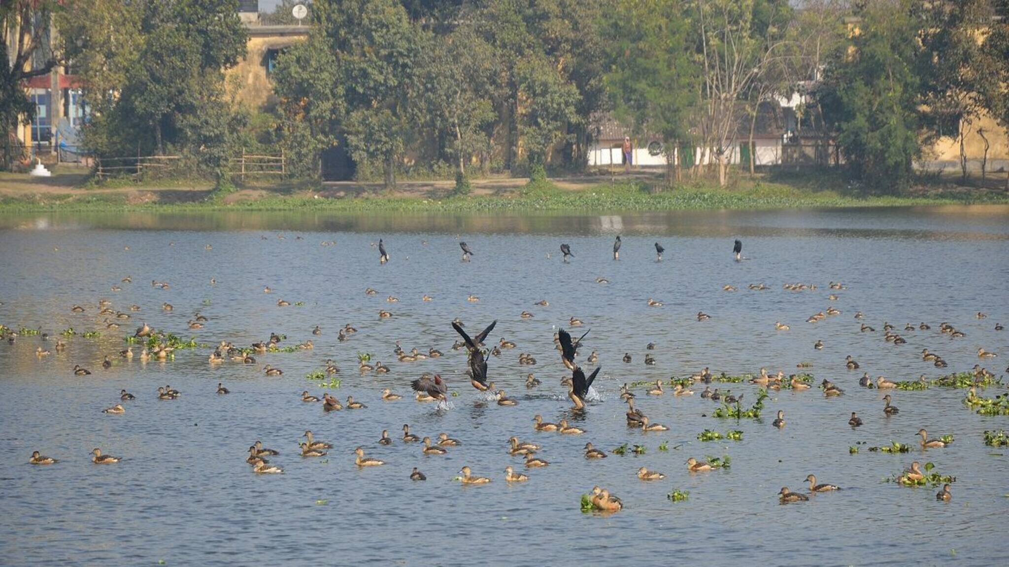 কুলিকে পরিযায়ী পাখিদের খাবারে টান! ঘাটতি মেটাতে বন দফতরের বিরাট উদ্যোগ!