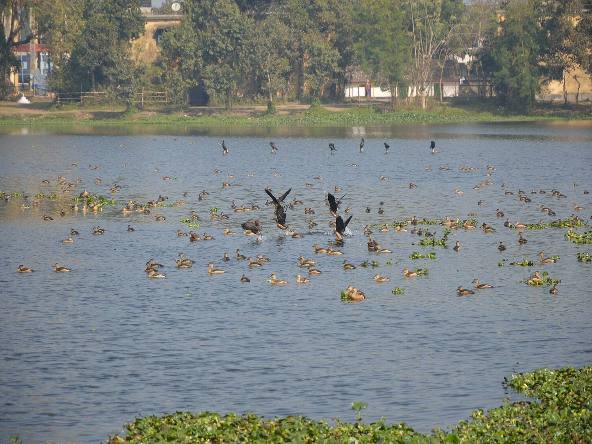 কুলিকে পরিযায়ী পাখিদের খাবারে টান! ঘাটতি মেটাতে বন দফতরের বিরাট উদ্যোগ!