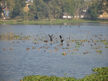 পরিযায়ী পরিযায়ী