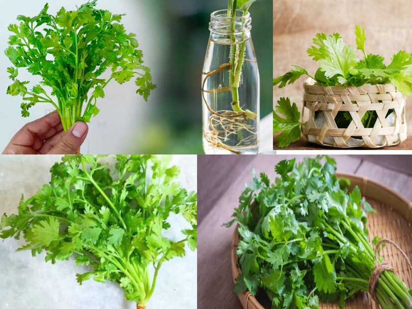 রান্নার স্বাদগন্ধ একসঙ্গে অনেক গুণ বেড়ে যায় ধনেপাতার গুণে। তবে শীতকাল ছাড়া বছরের অন্য সময় ধনেপাতার দাম বেশ বেশি থাকে। বাজার থেকে না কিনে বাড়িতেই ফলান এই পাতা।