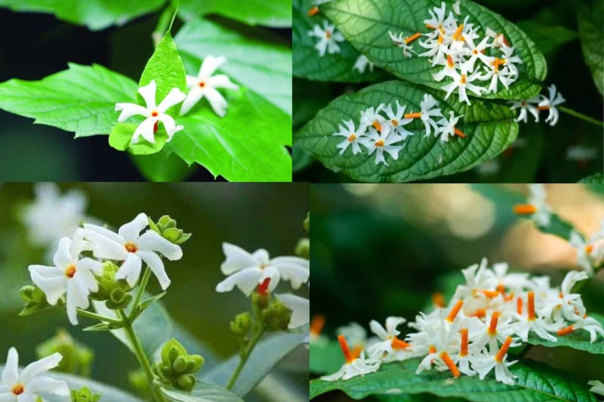 সাদা ফুলের খাঁজকাটা পাতা! ব্লাড সুগারে অব্যর্থ! ঘন রসে চুমুকে ভ্যানিশ যন্ত্রণা