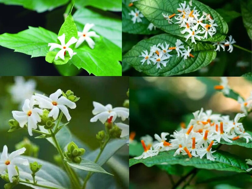 শিউলি ফুটুক, না ফুটুক-আজ শরৎ৷ বৃষ্টি না থামলেও ইতিউতি দেখা দিতে শুরু করেছে শিউলিফুল বা শেফালিকা৷