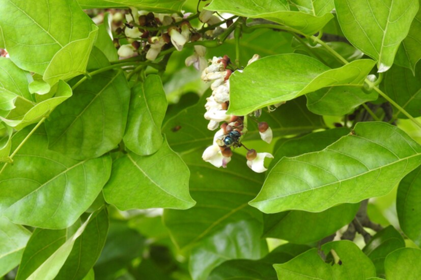 করঞ্জা (গাছের বিভিন্ন অংশ) জ্বালিয়ে তৈরি ছাইয়ে সামান্য লবণ মিশিয়ে দাঁতে লাগালে দাঁতের ব্যথা থেকে দ্রুত উপশম হয়। দাঁতের সমস্যার জন্য এই ঘরোয়া উপায়টি খুবই কার্যকরী।