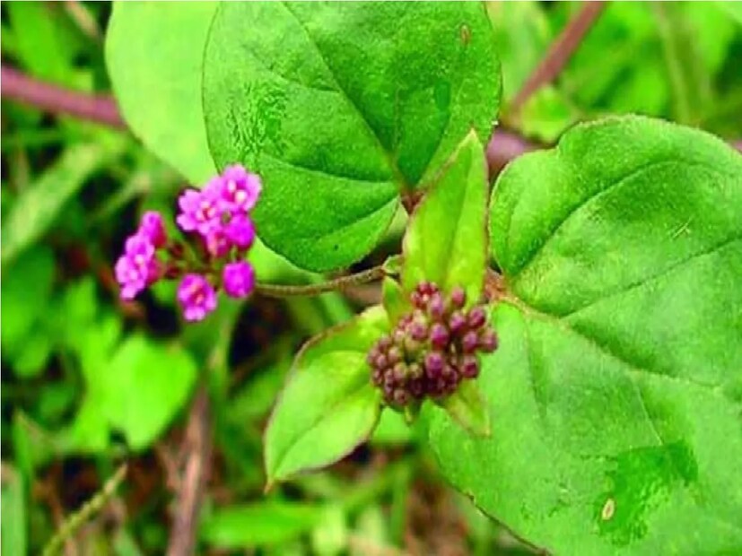  পুনর্নব পাতা - পুনর্নব পাতা একটু পুরু বা মোটা ধরনের হয়। এতে ফুল ফোটে। কিডনি ও লিভার পরিষ্কার করতে পুনর্নবা খুবই উপকারি। Photo- Representative