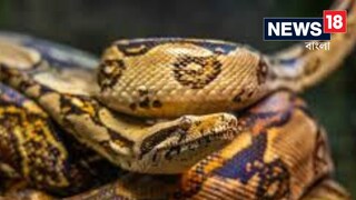 ঋষিকেশ স্টেশনে ঘুরে বেড়াচ্ছে বিরাট অজগর সাপ৷