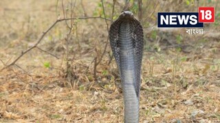 উত্তরপ্রদেশের স্কুলের কিং কোবরা আতঙ্ক।