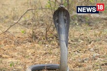 স্কুলের রান্নাঘরে ঘাপটি মেরে বসেছিল ভয়ঙ্কর বিপদ, কোনও মতে বাঁচলেন রাঁধুনী