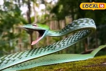 বিহারের জঙ্গল থেকে উদ্ধার নতুন প্রজাতির সাপ, শারীরিক গঠন অবাক করে দেবে
