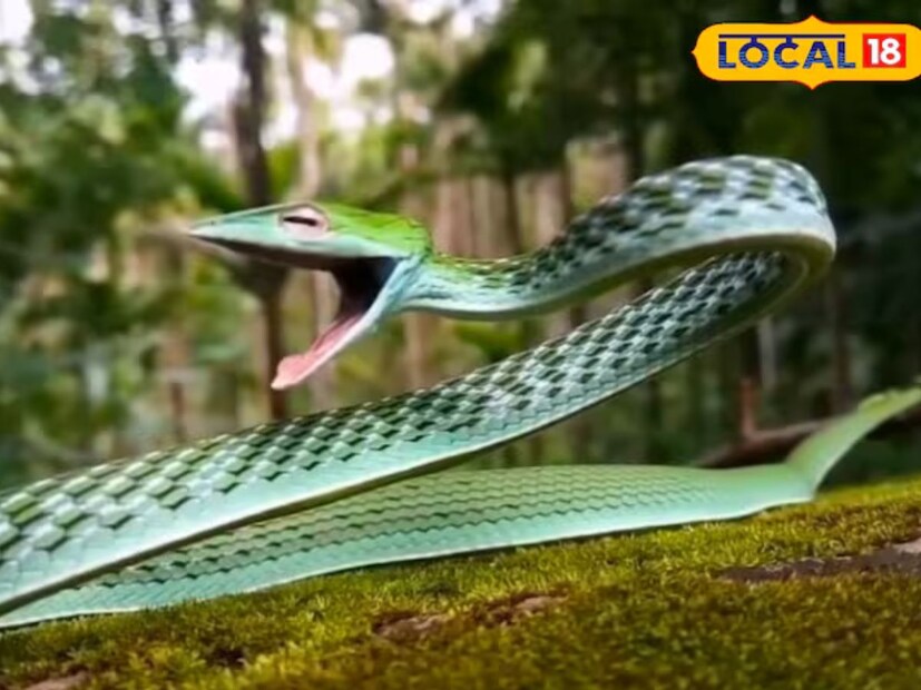বিহারের পশ্চিম চম্পারণ জেলায় অবস্থিত বাল্মিকি টাইগার রিজার্ভ আজ সারা বিশ্বে আলোচিত আলোচনার শীর্ষে। এই জঙ্গলে একটি সাপ পাওয়া গেছে, যাকে পৃথিবীতে একটি নতুন প্রজাতি হিসেবে স্বীকৃতি দেওয়া হয়েছে। বিশেষজ্ঞদের কাছে এই সাপটির বৈজ্ঞানিক নাম হল অহেতুল্লা লংগিরোস্ট্রিস, যাকে হিন্দিতে দীর্ঘ নাকের সাপ বলা হয়। সাপটি প্রধানত গাছে বাস করতে পছন্দ করে।