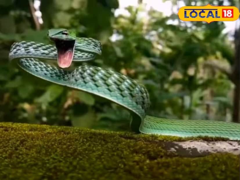 বাকি সাপগুলির থেকে এই সাপটি সম্পূর্ণ আলাদা৷ সাপের নমুনা সংগ্রহ করে ডিএনএ পরীক্ষা করা হয়েছে। তারপরেই নিশ্চিত হওয়া গিয়েছে যে সাপটি সম্পূর্ণ নতুন প্রজাতির।