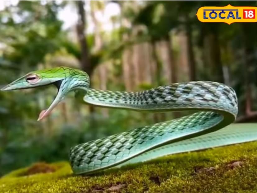 অভিষেকের মতে, এই নতুন প্রজাতির সাপটি লং স্নাউটেড ভাইন স্নেক নামেও পরিচিত৷ সাপটির দৈর্ঘ্য ৪ ফুট পর্যন্ত হতে পারে। অভিষেক জানিয়েছেন যে, সাপগুলি উজ্জ্বল সবুজ বা এমনকি কমলা-বাদামী রঙের হয়৷