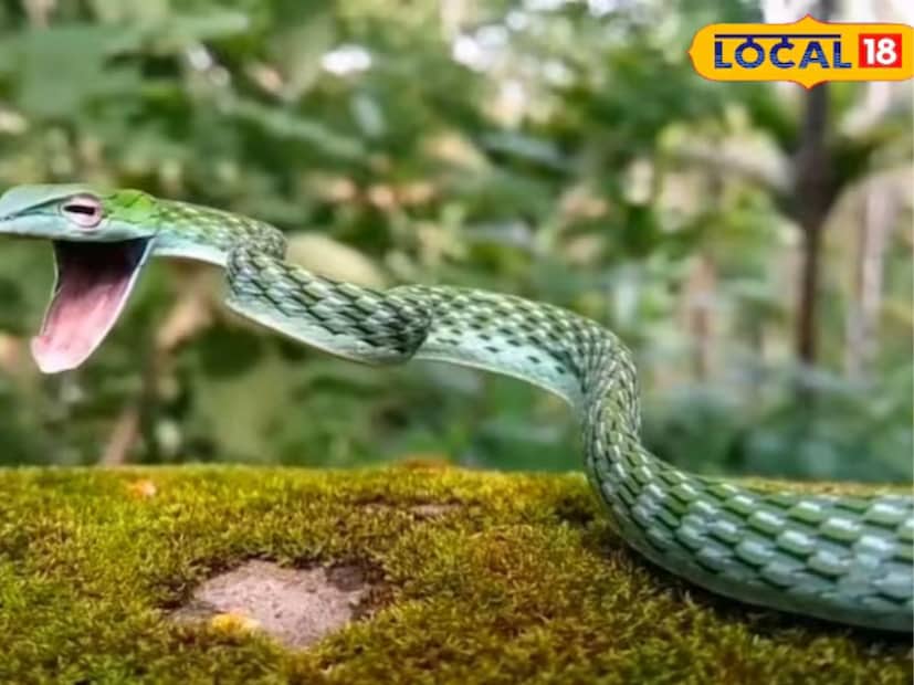 এই সাপগুলি জঙ্গলের মধ্যে উঁচু গাছে অথবা বনের কাছাকাছি থাকা মানুষের বাড়িগুলিতে থাকতে বেশি পছন্দ করে৷ এই সাপের বিষ এমন কিছু মারাত্মক নয়৷