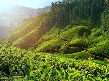 পুজোয় দু-রাত কাটিয়ে আসুন সবুজ চা-বাগানে, অনন্য অনুভূতি পেতে জানুন বিস্তারিত