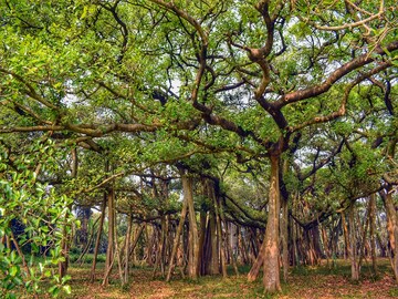 বিশ্বসেরার তকমা হারাল বিরাট বটগাছ? শিরোপা উদ্ধারে কী করছে বোটানিক্যাল কর্তৃপক্ষ?