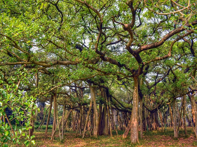 ভারতের জাতীয় গাছ কোনটি?উভয় গাছেরই অসাধারণ সাংস্কৃতিক ও আধ্যাত্মিক তাৎপর্য রয়েছে। তবে বটগাছকে ভারতের জাতীয় গাছ হিসেবে বেছে নেওয়া হয়েছে। কারণ এর প্রশস্ত ঘের এবং তাঁবু গাছের শাখাকে সমর্থন করে, এটি দেশের ঐক্যের উদাহরণ দেয়। তাই এটি আমাদের ভারতীয় ঐতিহ্যের একটি মহান প্রতীক। এছাড়াও, ভারতীয় গ্রামগুলিতে বটগাছ একটি গুরুত্বপূর্ণ ভূমিকা পালন করে। এটি শুধু একটি গাছ নয় দেশের সমাজ ও সংস্কৃতির একটি প্রতীক।