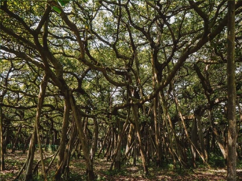 *সম্প্রতি একটি রিপোর্টে জানা যায়, বিশ্ব বিখ্যাত বট গাছের তকমা ছিনিয়ে অন্ধপ্রদেশের একটি বটগাছ। ভারতের অন্ধ্র প্রদেশ রাজ্যের অনন্তপুর জেলার থিন্নাম্মাপুরে অবস্থিত একটি দৈত্যাকার বাট গাছ বিশ্বের বৃহৎ বটগাছের তকমা পেয়েছে। সংগৃহীত ছবি। 