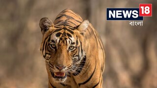 বাঘকে ভয় দেখাতে ব্যবস্থা! বাঘের সঙ্গে যা হল, ভাবতে পারবেন না! বাঘকে ভয় দেখাতে ব্যবস্থা! বাঘের সঙ্গে যা হল, ভাবতে পারবেন না!