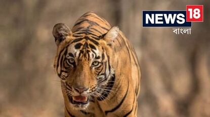 বাঘকে ভয় দেখাতে ব্যবস্থা! বাঘের সঙ্গে যা হল, ভাবতে পারবেন না! বাঘকে ভয় দেখাতে ব্যবস্থা! বাঘের সঙ্গে যা হল, ভাবতে পারবেন না!