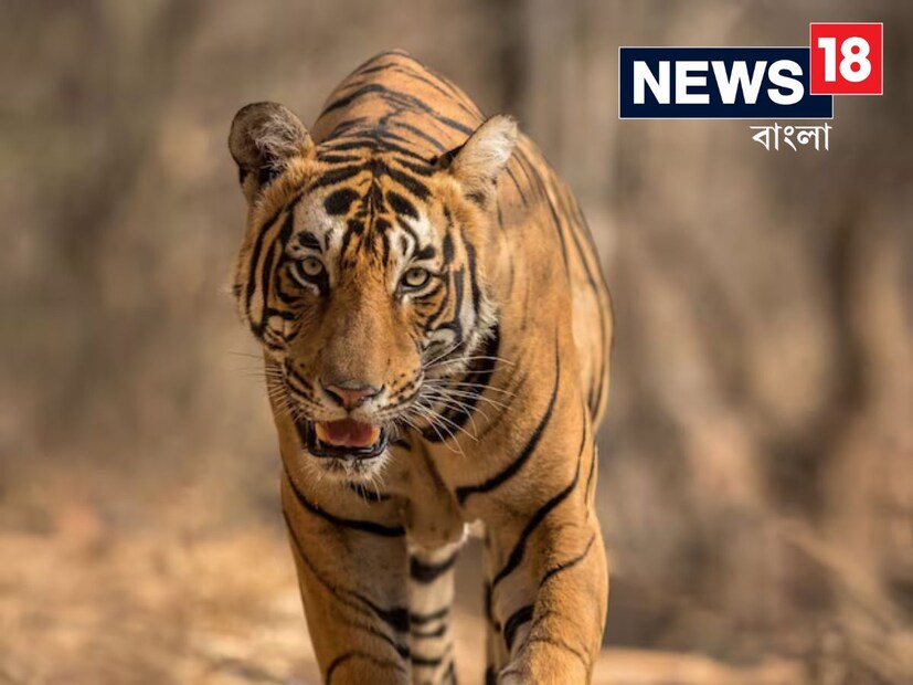 'বাঘ রাজধানী' তকমা পেয়েছে এই রাজ্য। শেষতম গণনা অনুয়ায়ী, এখন ৭৮৫টি বাঘ রয়েছে সে রাজ্যে। গত বছরই সামনে এসেছে জিম করবেট ব্যাঘ্র উদ্যানের বাঘশুমারির রিপোর্ট। তাতেই জানা গেছে, দেশের যে সব রাজ্যে বাঘের আস্তানা রয়েছে, সে সব রাজ্যের মধ্যে সবচেয়ে এগিয়ে আছে এই রাজ্যটিই।