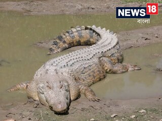 রাজস্থানের এক ড্রেনে দেখা মিলল কুমিরের
