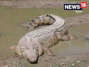রাজস্থানের এক ড্রেনে দেখা মিলল কুমিরের