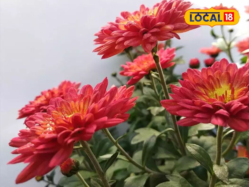 পাতার কিনারা থেকে ছোট ছোট গোলাকৃতির বাদামি দাগ শুরু হয় যা পরবর্তিতে বৃদ্ধি পায় এবং বাদামি রঙ পরিবর্তিত হয়ে কালো রঙের দাগে পরিণত হয়। অসময়ে বৃষ্টি এবং গাছে জল দেওয়ার সময় অতিরিক্ত জল গাছে লেগে গেলে খয়েরি-লাল-বাদামি দাগ দেখা যায়।