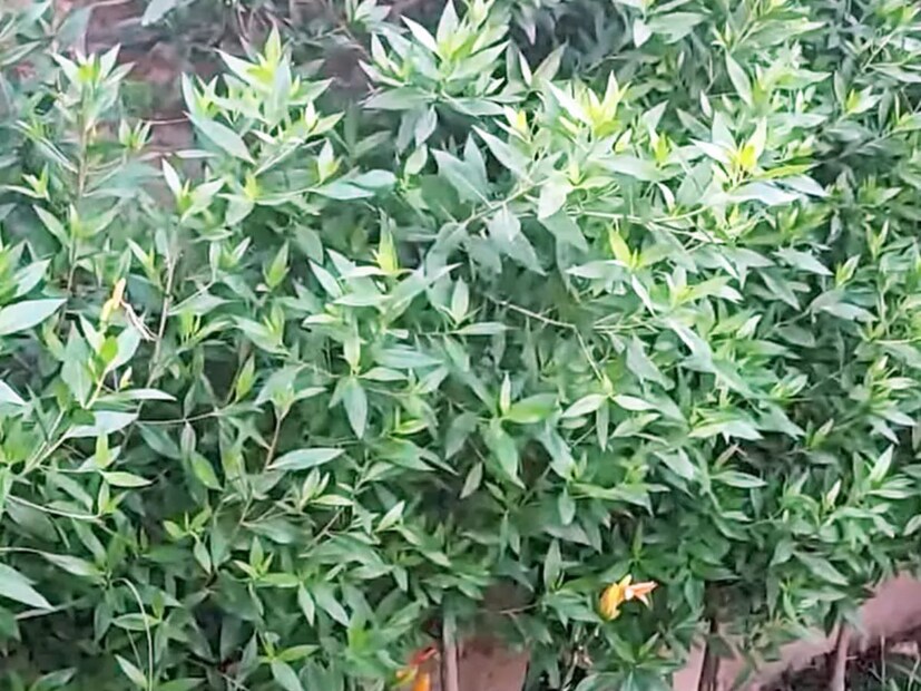 এই গাছগুলি তাদের শিকড় দিয়ে অক্সিজেন গ্রহণ করে এবং বৃদ্ধি পায়। এই উদ্ভিদের পরাগ থেকে বায়ুমণ্ডলে বিষাক্ত গ্যাস নির্গত করে। 