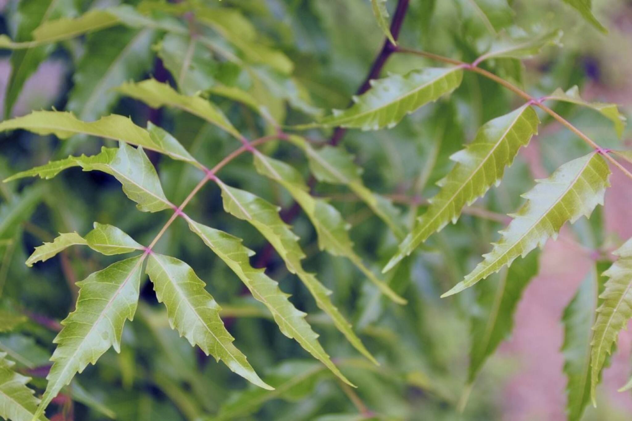রোজ সকালে ৫-৬ টা এই পাতাতেই উধাও সুগার, ধারেকাছে ঘেঁষবে না দুরারোগ্য রোগ