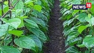 পান চাষ করেই বিপুল আয় উত্তর প্রদেশের কৃষকের পান চাষ করেই বিপুল আয় উত্তর প্রদেশের কৃষকের