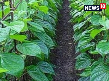 পান চাষ করেই বিপুল আয় উত্তর প্রদেশের কৃষকের