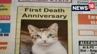 চুনচু নায়ার নামের সেই বিড়ালের শোকবার্তা 