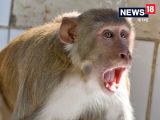উত্তর প্রদেশে এবার তাণ্ডব চালাচ্ছে বানরের দল