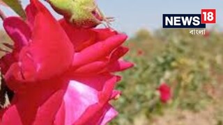 গোলাপ চাষে দারুণ আয় গোলাপ চাষে দারুণ আয়