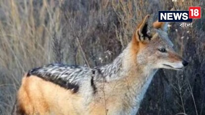বাহরাইচে এবার শিয়ালের আক্রমণ৷ বাহরাইচে এবার শিয়ালের আক্রমণ৷