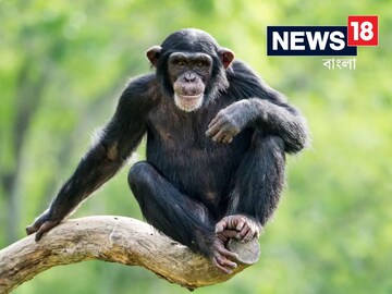 মায়ের কোল থেকে শিশু ছিনতাই শিম্পাজির, খাবলে খুবলে যা করল...শিউরে উঠবেন! মায়ের কোল থেকে শিশু ছিনতাই শিম্পাজির, খাবলে খুবলে যা করল...শিউরে উঠবেন!