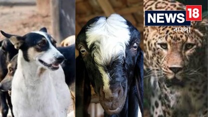 চিতা বাঘ ধরতে পাতা হয়েছিল খাঁচা, দেওয়া হয়েছিল টোপ, ধরা পড়ল এ কোন জন্তু! চিতা বাঘ ধরতে পাতা হয়েছিল খাঁচা, দেওয়া হয়েছিল টোপ, ধরা পড়ল এ কোন জন্তু!