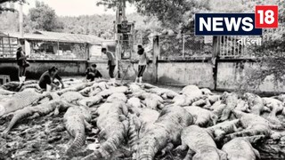 ঘূর্ণিঝড় আর বৃষ্টিতে নিতে হয়েছিল সাহসী সিদ্ধান্ত, ১২৫টি কুমিরকে চরম শাস্তি কৃষকের!