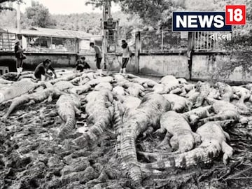 ঘূর্ণিঝড় আর বৃষ্টিতে নিতে হয়েছিল সাহসী সিদ্ধান্ত, ১২৫টি কুমিরকে চরম শাস্তি কৃষকের!