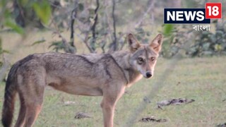 আলফা নেকড়ে ধরলেই কি নেকড়ে আক্রমণ প্রতিহত করা সম্ভব?
